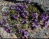 <em>Linaria alpina</em>
